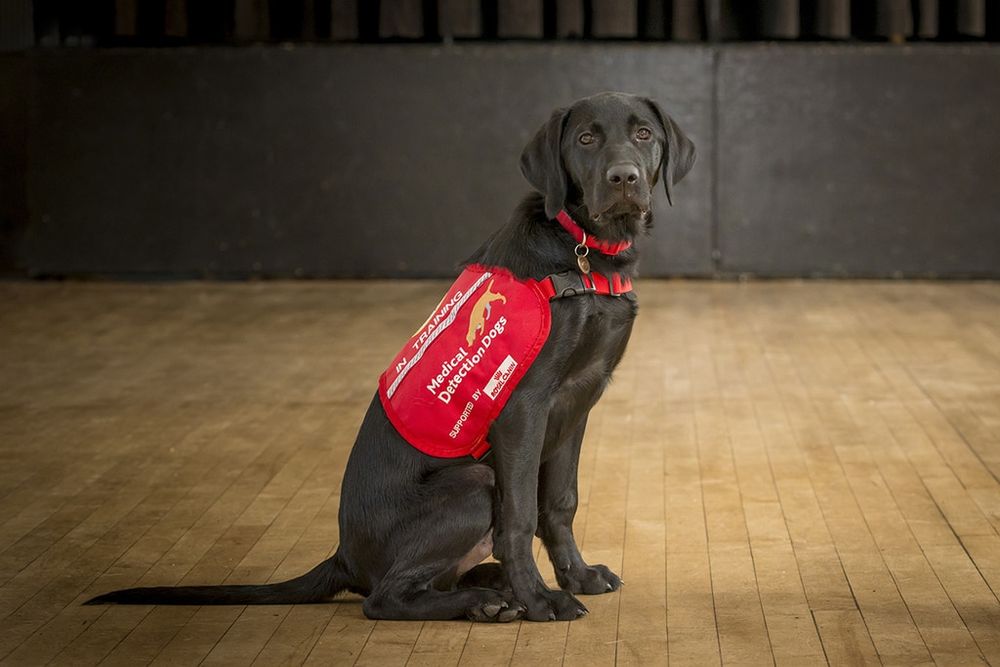 Dogs Are Saving Test Resources by Sniffing People for Viruses