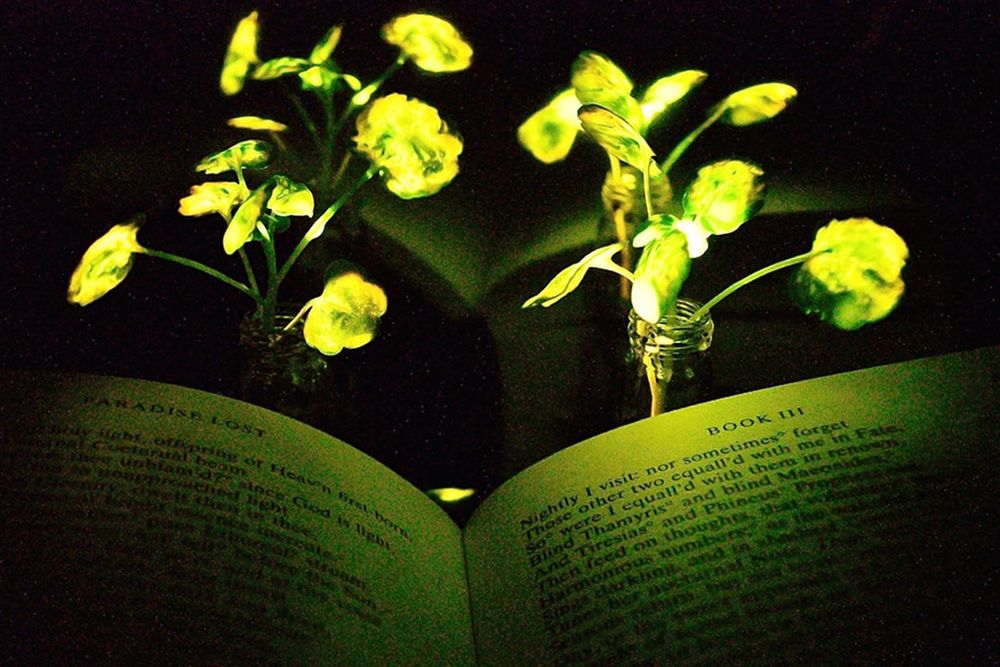Scientists Have Made Plants That Glow to Help Reduce Our Impact on the Environment