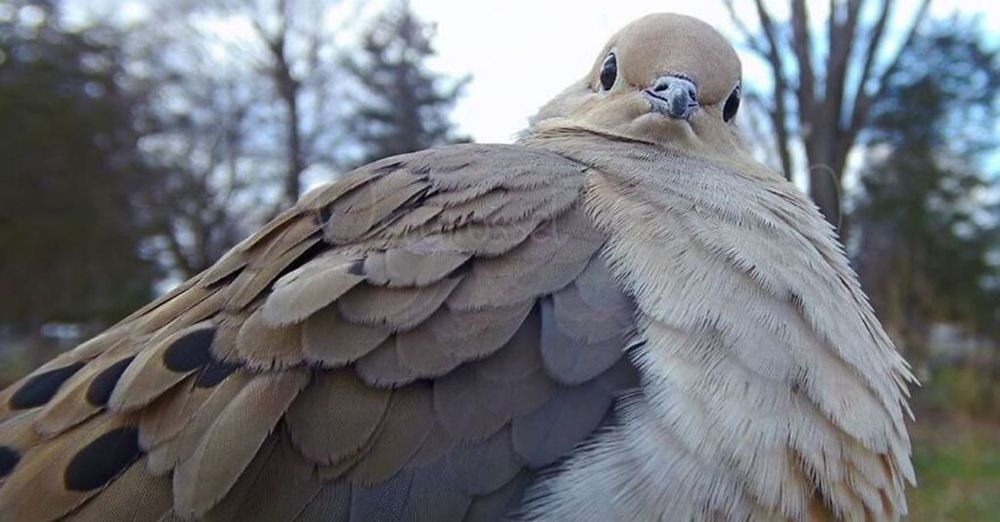 One Woman Set up a Feeder Cam in Her Yard and the Pictures Are Amazing