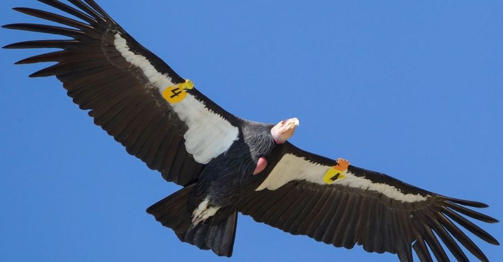 Conservation Actions Have Reportedly Saved 48 Animal Species From Extinction