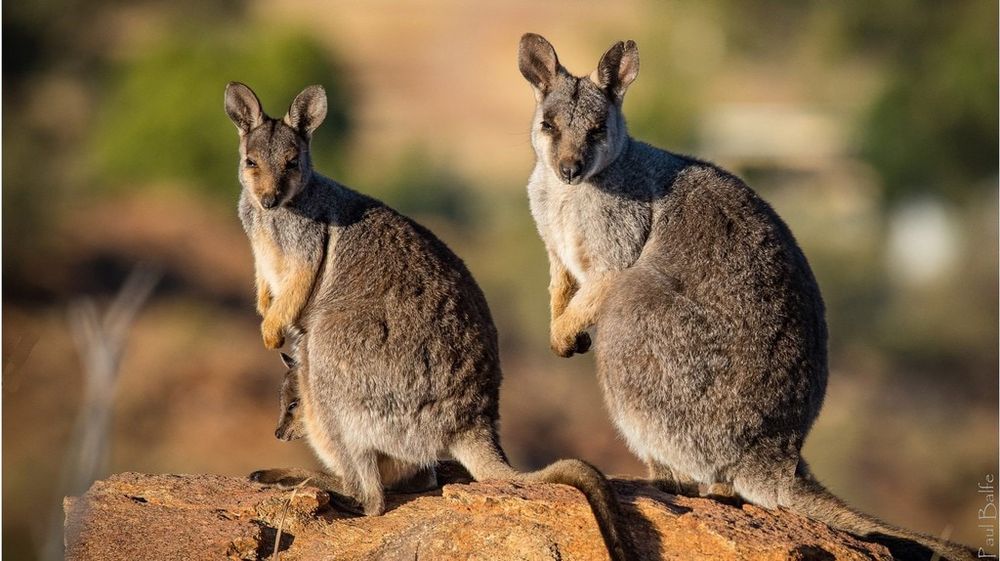 Wallabies Munching on Truffles Shed Light on Forest Conservation