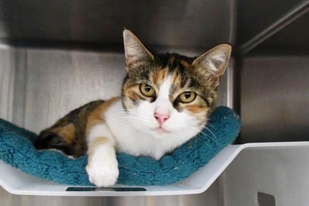 Patches – the Miracle Cat Returns After Missing for Three Years