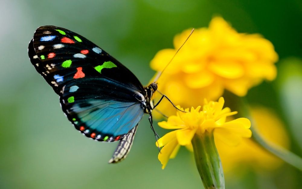 Butterfly’s Effective Wing Clap Technique Explains Mystery of Flight