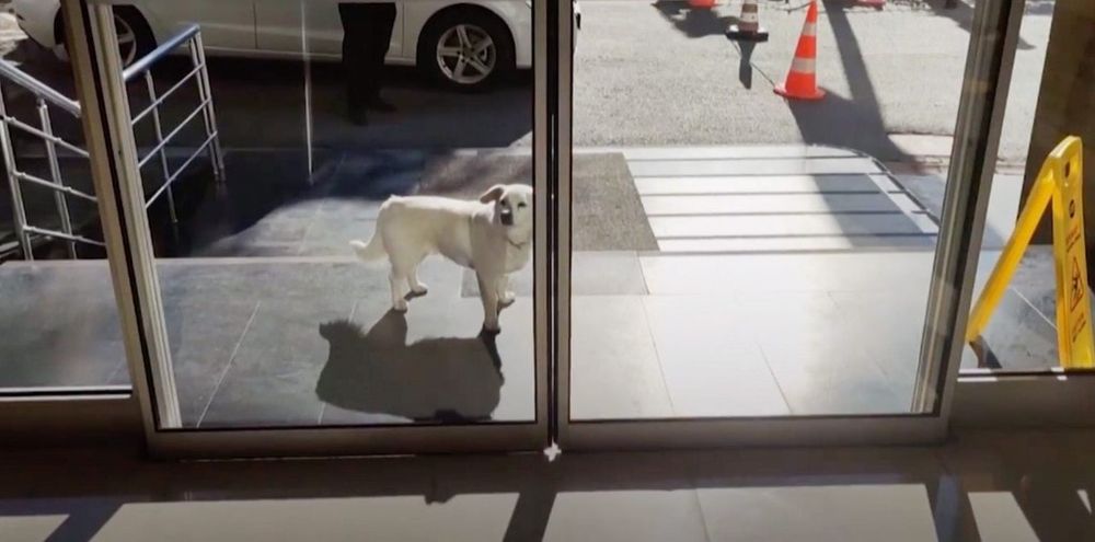 A Dog Waited by the Hospital for Six Days to See Her Human Again