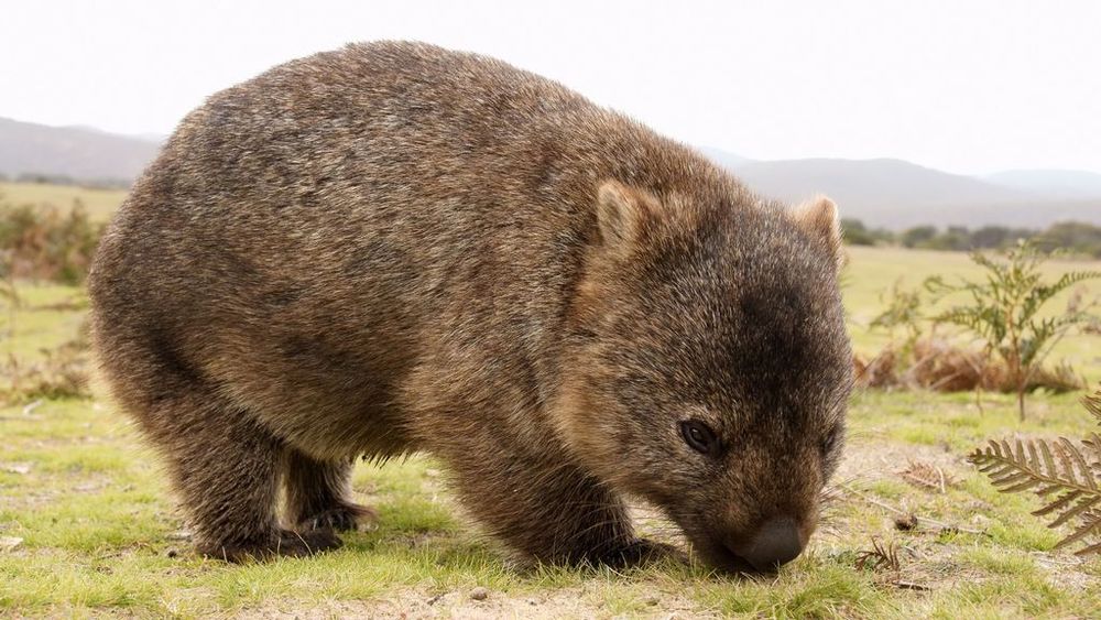 Members of the Wombat Species Dug Out a Huge Well in New South Wales