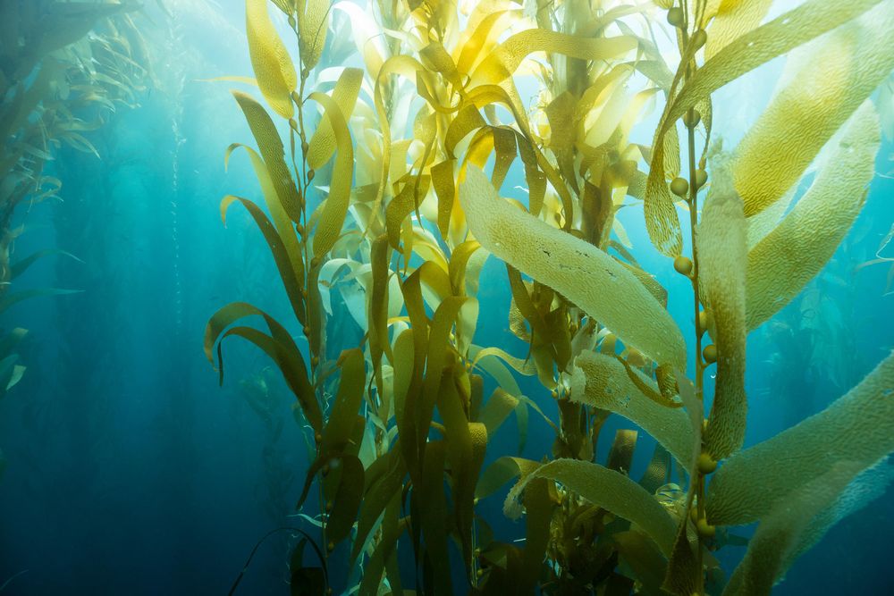Seaweed Could Be the Key to a Sustainable World, Researchers Say