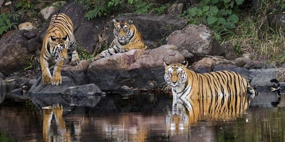 Father Tiger Demonstrates Rare Caring for its Cubs After Their Mother’s Death