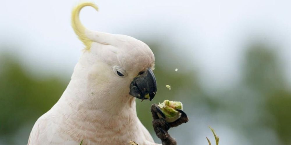 Australia Sees a Rise in Trash Parrot Issues