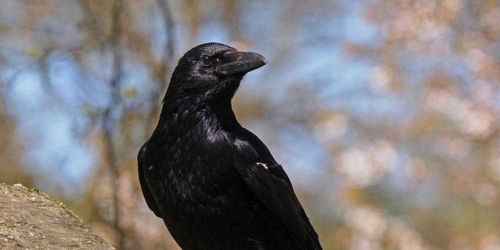 Scientists Are Shocked to Find out Crows Understand the Concept of Zero