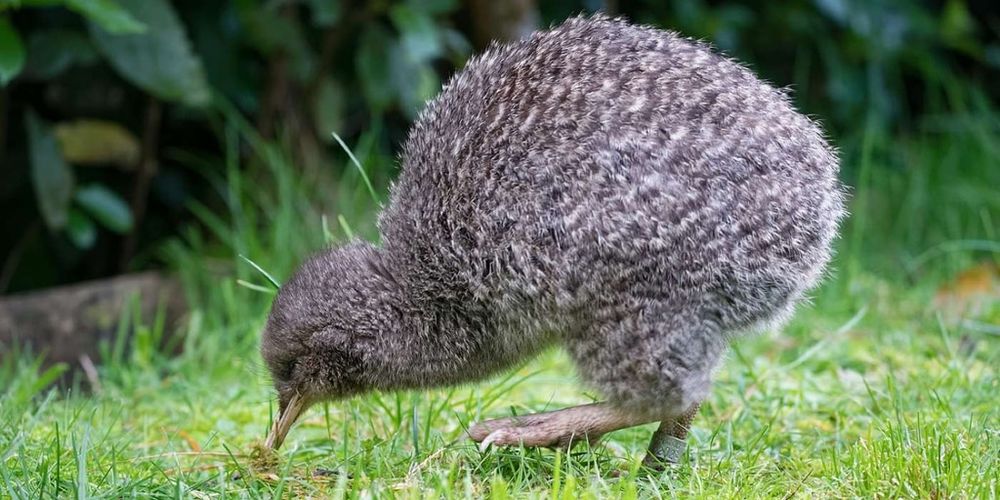 New Zealand Can Hear the Sound of the Kiwis Again After Years of Silence