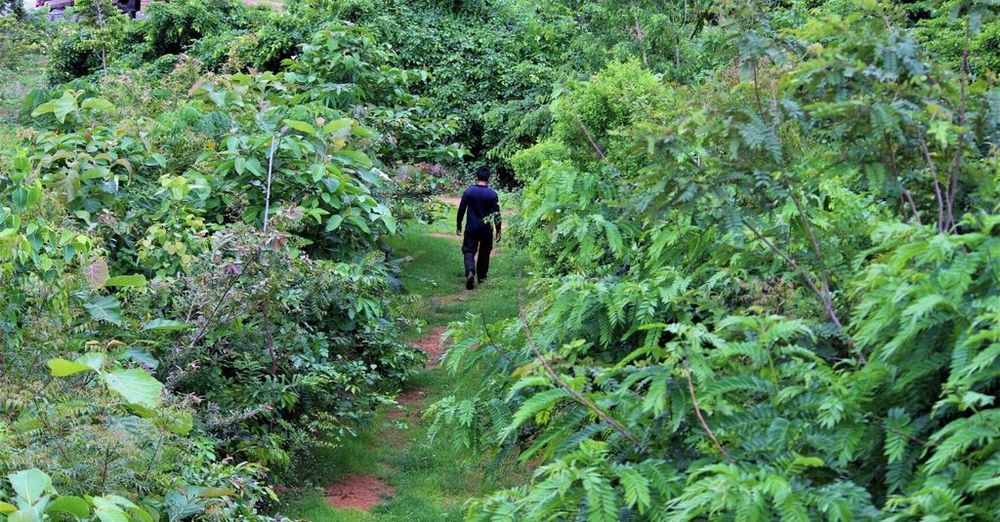Tiny Forests Are Popping up All Around Europe to Help Restore Biodiversity