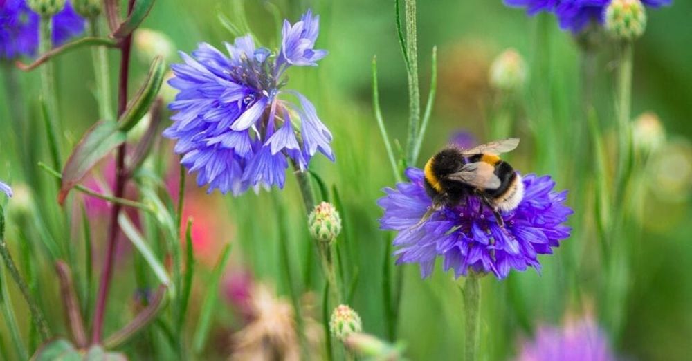This Farmer Has Planted Enough Wildflowers to Feed a Million Bees
