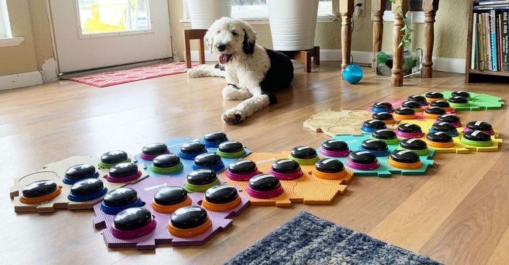 Clever Dog Communicates With Their Owner Through A Sound Board