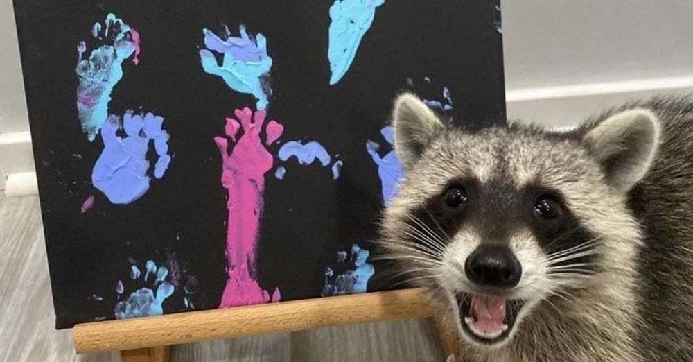 Raccoon Wins The Internet As She Proudly Displays Her Fingerpainting Skills