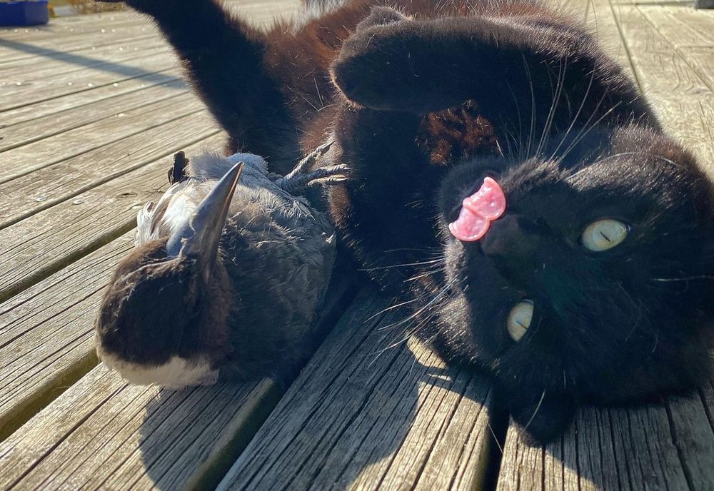 A Firefighter Rescued A Magpie And They Became Best Friends