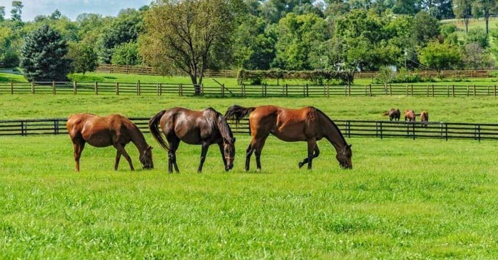 A Horse Ranch Was Destroyed By Wildfires, But All The Animals Miraculously Survived