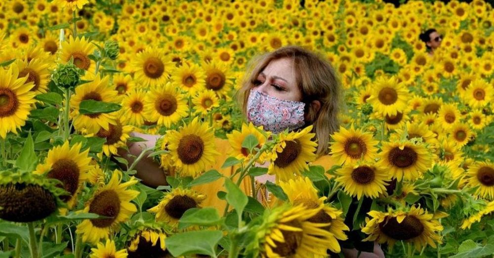 Farmer Does His Bit For The Planet By Planting 2 Million Sunflowers