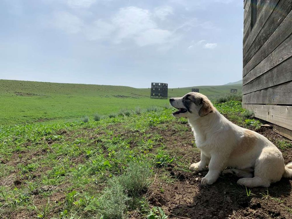 Operation Baghdad Pups Reunites a Dog and a Serviceman in the U.S.
