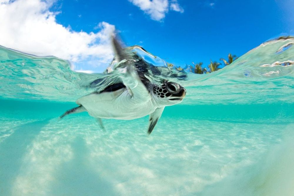 Green Turtle Babies Are Booming in Kenya’s Southern Coastlines