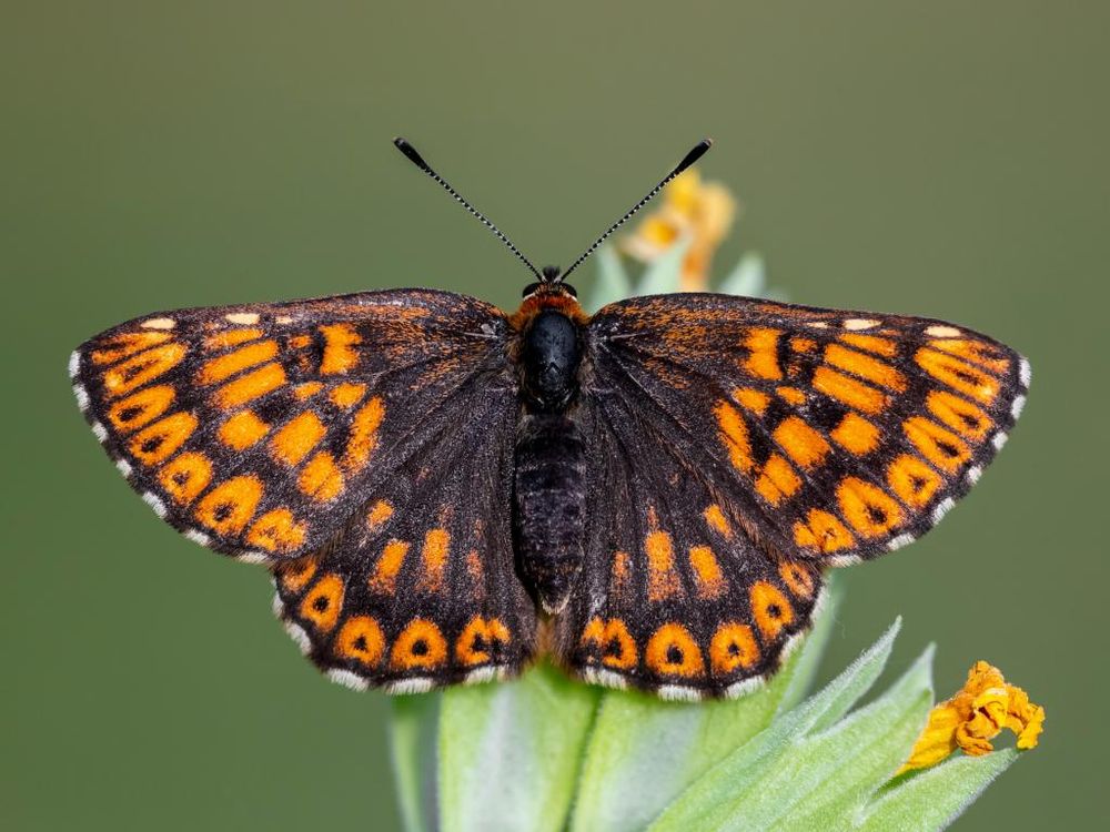 UK Farms Save a Beautiful Duke of Burgundy Butterfly From Extinction