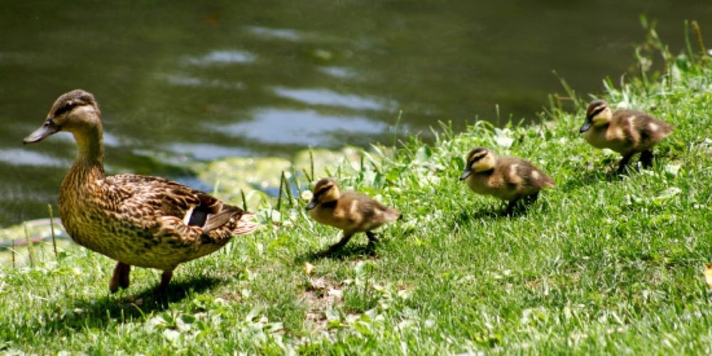 A Real-Life ‘Duck Tales’…Well, Almost