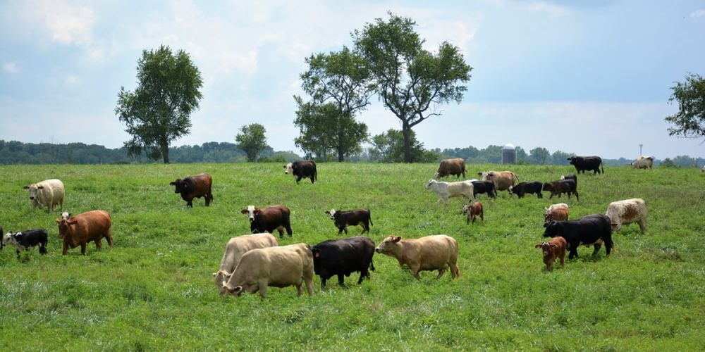 New Research Finds Cows can be Potty-Trained
