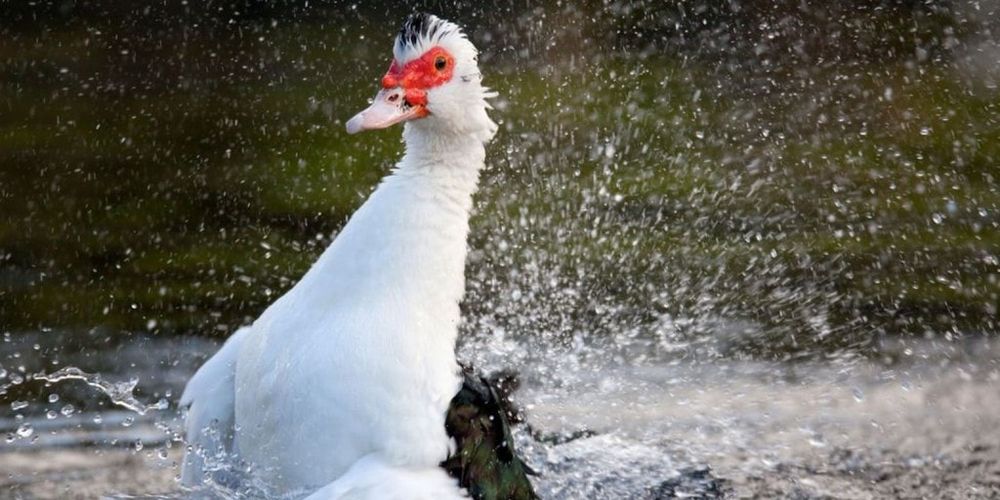 World’s Most Expensive Animals Set the Record of Unbelievable Price Value